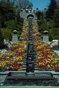580080 In The Park, Mainau A4 Photo Print