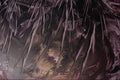 583000 Purple Blades A4 Photo Print