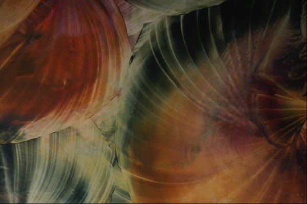 583021 Seashells A4 Photo Print