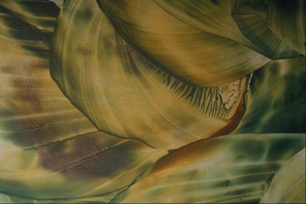 583023 Green Seashells A4 Photo Print