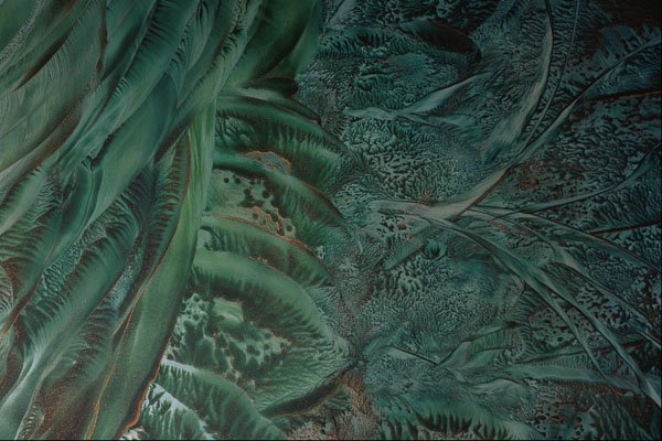 583026 Green Vegetation A4 Photo Print