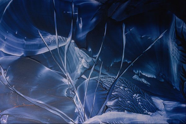 583042 Dark Blue Leaves A4 Photo Print