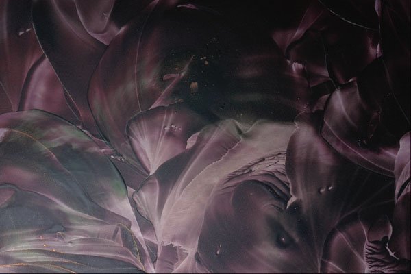 583047 Purple Leaves A4 Photo Print