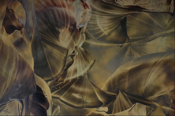 583065 Brown Seashells A4 Photo Print