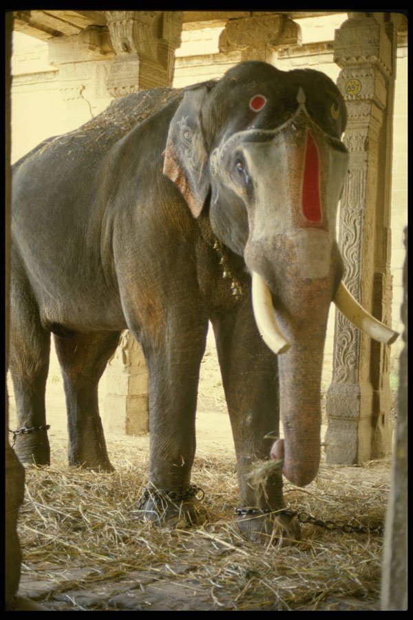 584035 Sacred Elephant To God Vishnu, Srinagam Temple, India A4 Photo Print