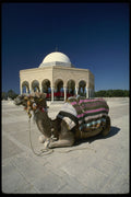 585002 Camel Resting In Front Of Dome, Monastir, Tunisia A4 Photo Print