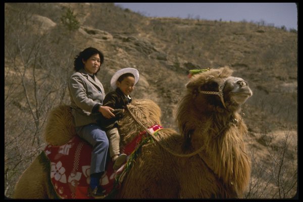 585003 A Shaggy Camel Greets Great Wall Visitors, China A4 Photo Print