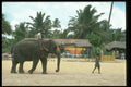 585004 Elephant And Trainer On Beach, Sri Lanka A4 Photo Print