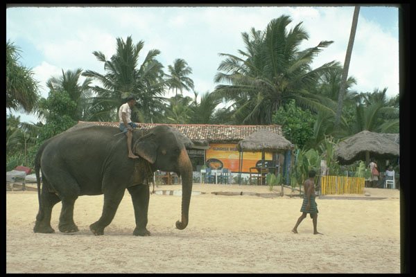 585004 Elephant And Trainer On Beach, Sri Lanka A4 Photo Print