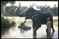 585005 Washing Elephants, Sri Lanka A4 Photo Print