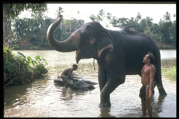 585005 Washing Elephants, Sri Lanka A4 Photo Print