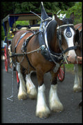 585006 Horse A4 Photo Print