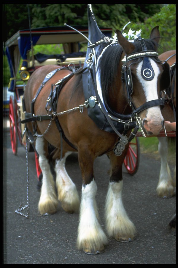 585006 Horse A4 Photo Print