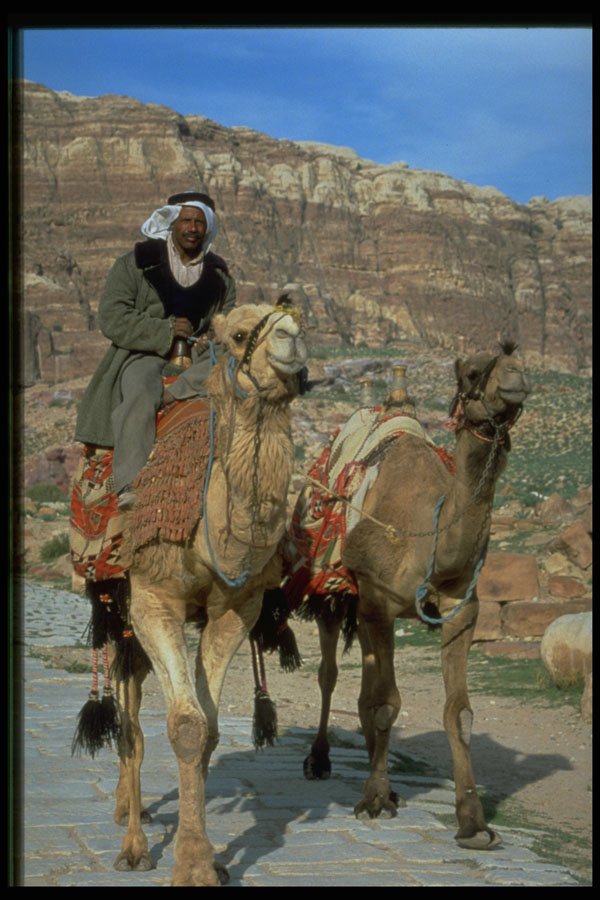 585010 Bedouin Riding Two Camels On Colonated Street, Jordan A4 Photo Print