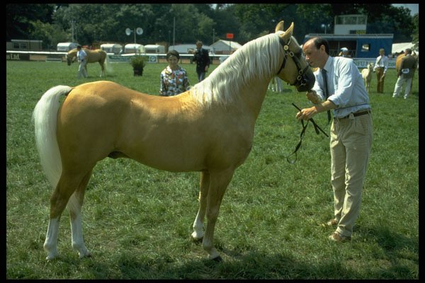 585013 Palomino Show Pony, Royal Show, Warks, England A4 Photo Print