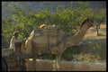 585014 Man Riding A Camel Cart, Rajasthan, India A4 Photo Print