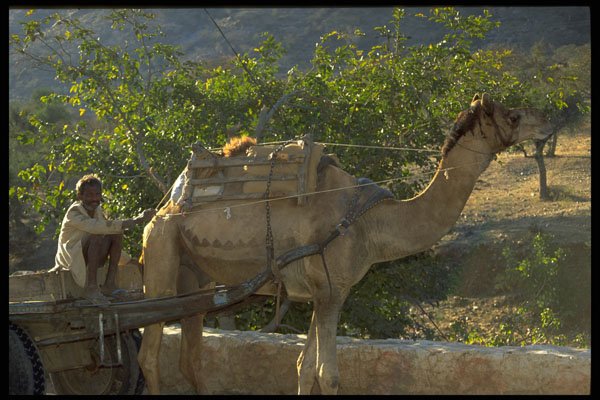 585014 Man Riding A Camel Cart, Rajasthan, India A4 Photo Print
