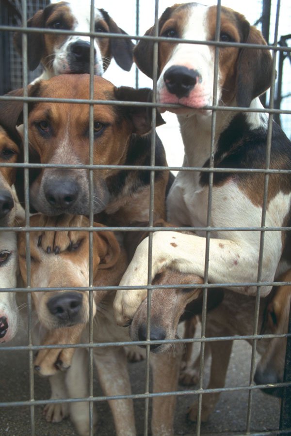 585016 Hunting Hounds Behind Wire Fence A4 Photo Print