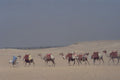 585018 Camel Caravan Crossing The Sahara A4 Photo Print