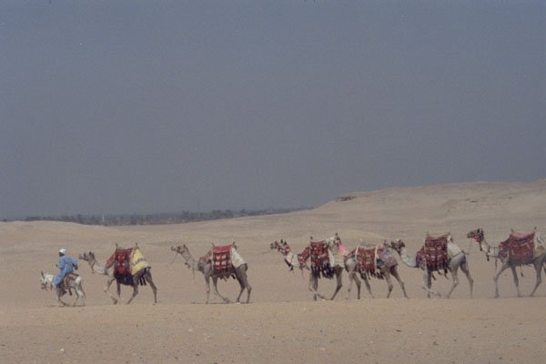 585018 Camel Caravan Crossing The Sahara A4 Photo Print