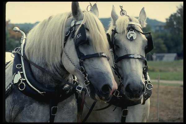 585019 Buddies, Horse Team A4 Photo Print