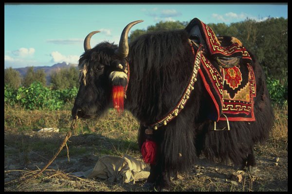 585021 Tourist Yak, Tibet A4 Photo Print
