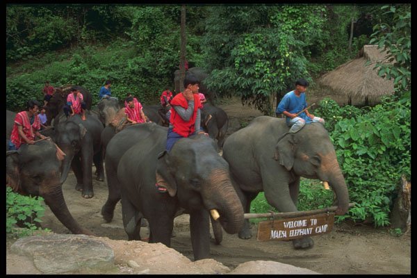 585022 Elephant Training Camp, Thailand A4 Photo Print