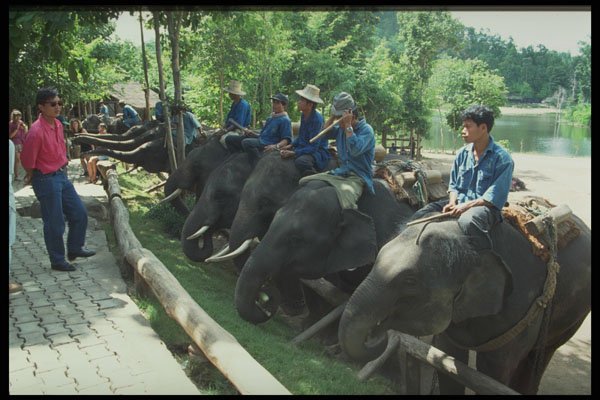585023 Elephant Training Camp, Thailand A4 Photo Print