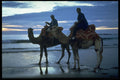 585025 Camels, Morocco A4 Photo Print