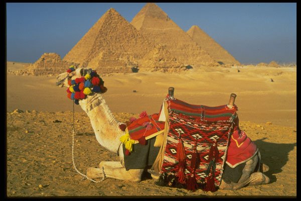 585027 Camel And Pyramids, Cairo, Egypt A4 Photo Print