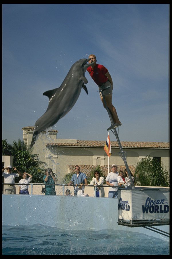 585029 Dolphin High Jump A4 Photo Print