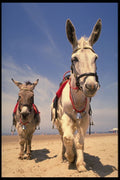 585031 Donkeys, Blackpool Beach, England A4 Photo Print