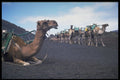 585032 Camels, Lanzarote A4 Photo Print