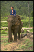 585037 Elephant Dragging A Tree Trunk, Thailand A4 Photo Print