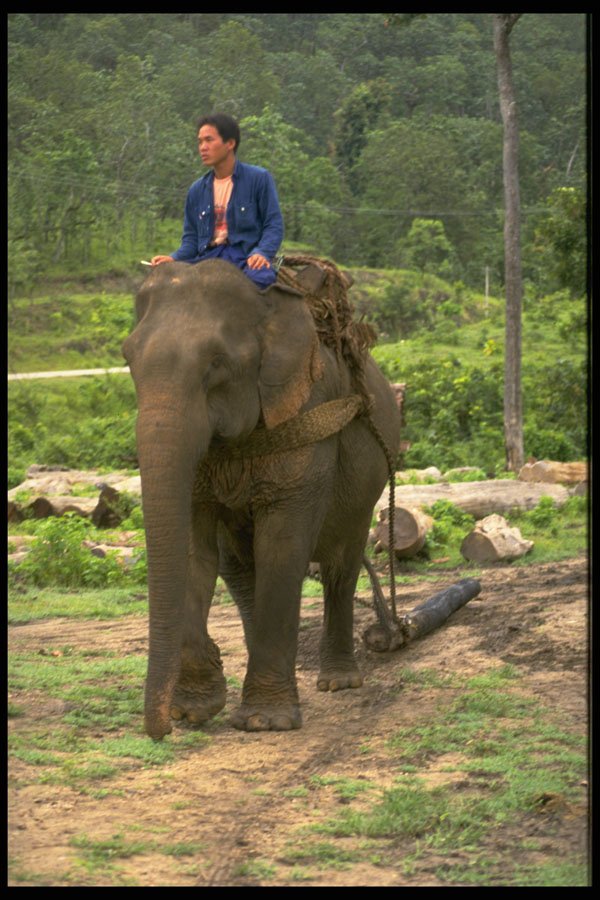 585037 Elephant Dragging A Tree Trunk, Thailand A4 Photo Print
