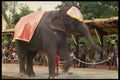 585038 An Elephant Show, Bangkok, Thailand A4 Photo Print