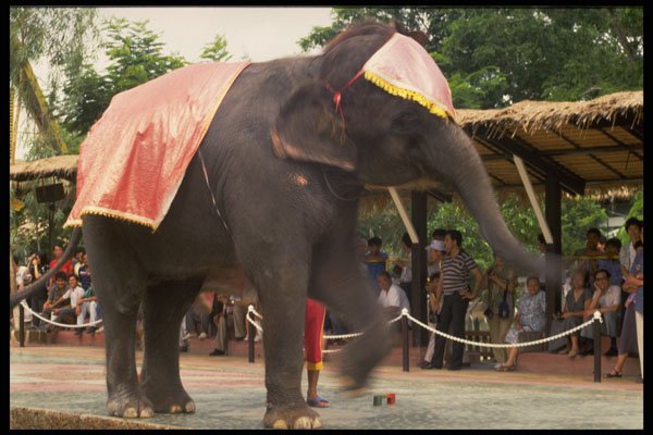 585038 An Elephant Show, Bangkok, Thailand A4 Photo Print