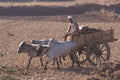 585039 Brahma Bulls Hauling Clay, India A4 Photo Print