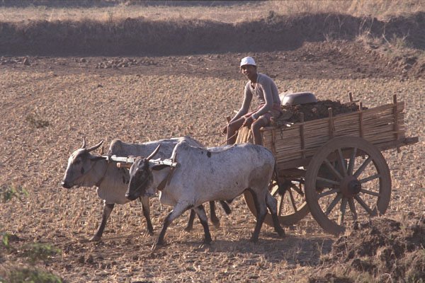 585039 Brahma Bulls Hauling Clay, India A4 Photo Print