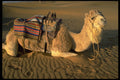 585040 Sahara Desert Near Merzouga, Morocco A4 Photo Print
