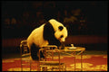 585041 Panda, Shanghai Circus, China A4 Photo Print