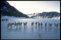 585043 Dog Team, Greenland A4 Photo Print