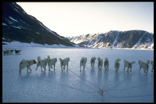 585043 Dog Team, Greenland A4 Photo Print