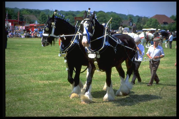 585045 Shire Horses A4 Photo Print