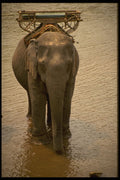 585046 An Elephant In The North, Thailand A4 Photo Print