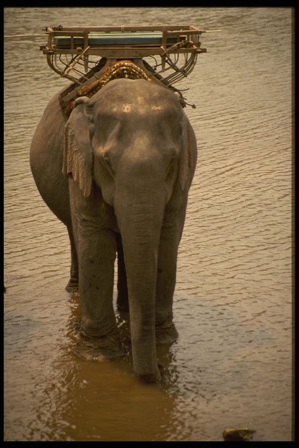 585046 An Elephant In The North, Thailand A4 Photo Print
