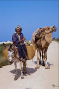 585050 Local On Donkey With Camel, Tunisia A4 Photo Print