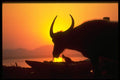 585051 Oxen At Sunset, Burma A4 Photo Print