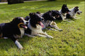 585054 Wensleydale Sheepdogs, Yorkshire, England A4 Photo Print