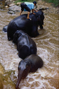 585055 Young Elephants Bathing, Thailand A4 Photo Print